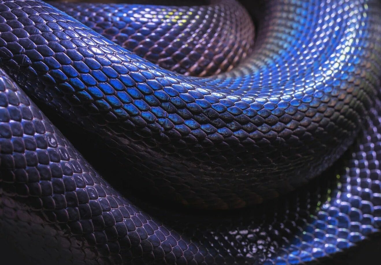 Snake x. Черный Тайпан змея. Змеиная чешуя питон. Ядовитая змея Тайпан голубая. Питон змея с чешуёй.