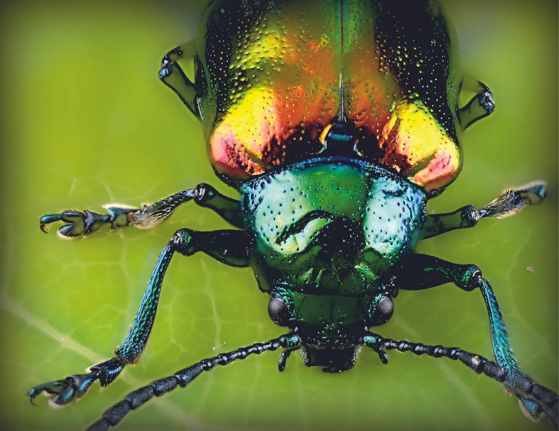 Bug up