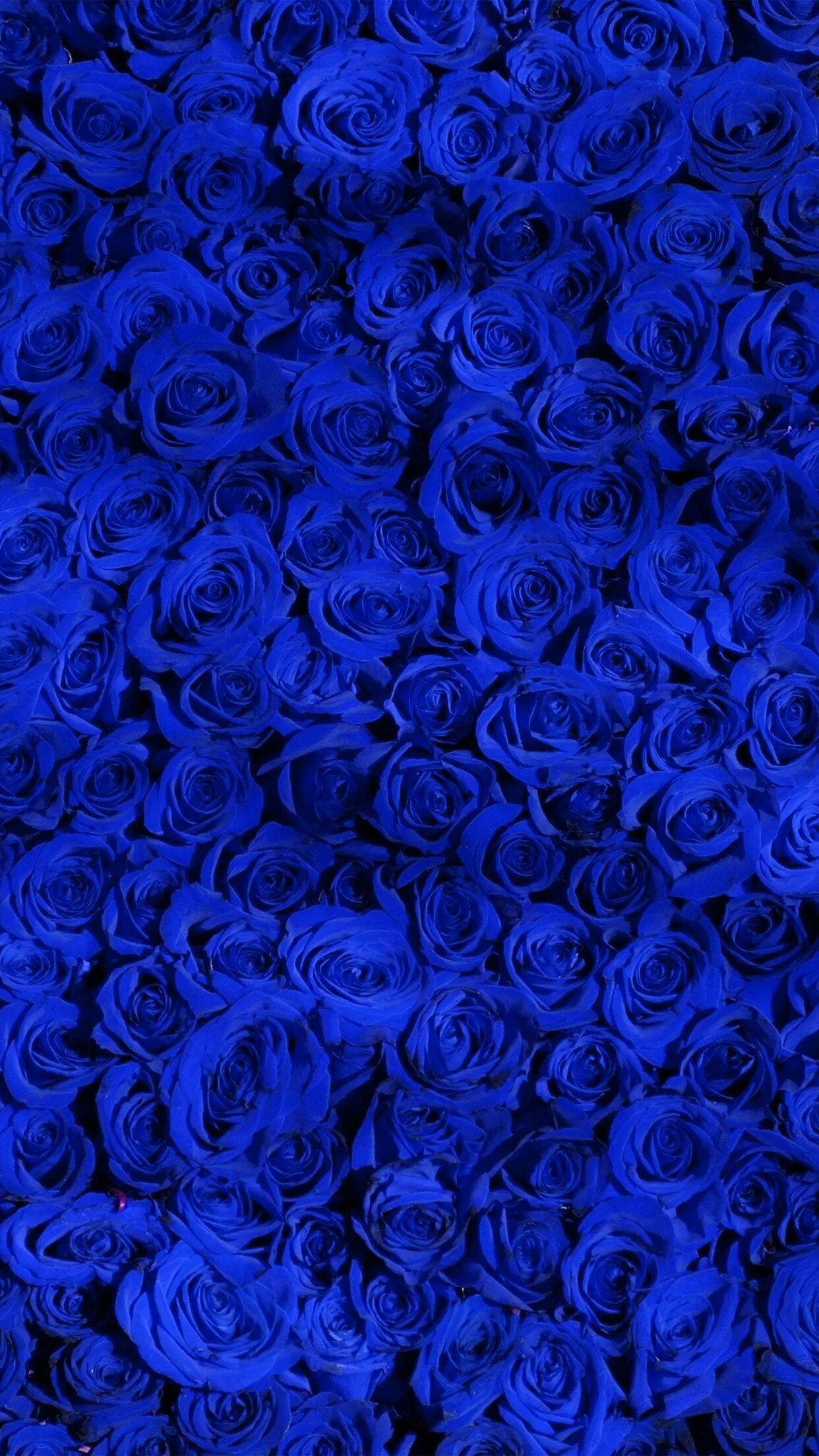 Музыка сини сини. Синий цвет. Синяя роза. Красивый синий. Ярко синие цветы.