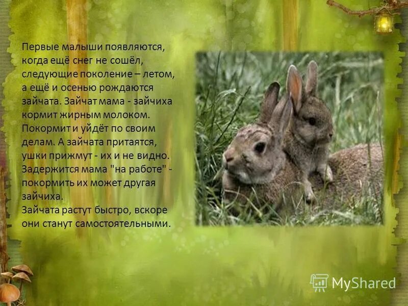 Зайчонок родившийся весной. Зайчата которые рождаются осенью. В поле еще снег, а у зайчих уж родятся Зайчата.. Зайчата когда появляются первые. Зайчата рожденные летом.