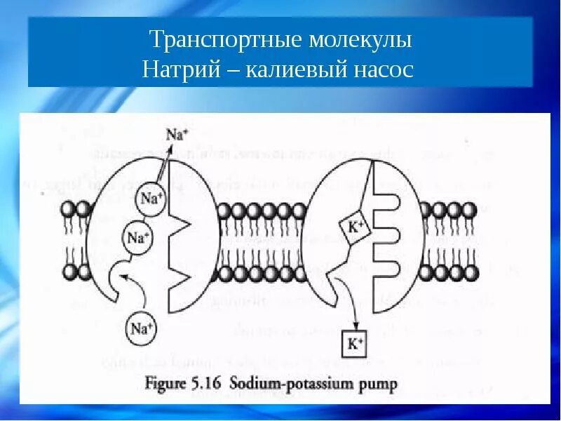 Работа натриево калиевого насоса. Схема работы натрий калиевого насоса. схема натрий калиевого насоса физиология. калий натриевый насос схема. калиево-натриевый насос схема.