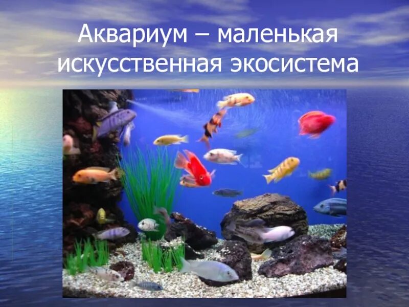 Живые организмы аквариума. Аквариум искусственная экосистема. Аквариум маленькая искусственная экосистема. Искусственный биогеоценоз аквариум. Презентация на тему аквариум.