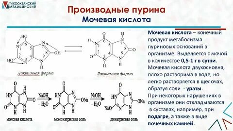 Пурины что это такое