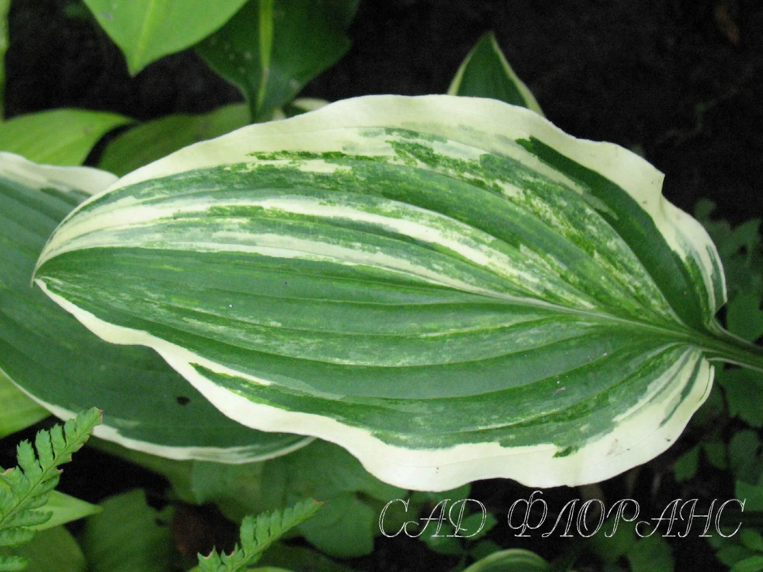 Топ хоста. Хоста luca. Топ хоста. Топ хоста. Хоста ханибеллз.