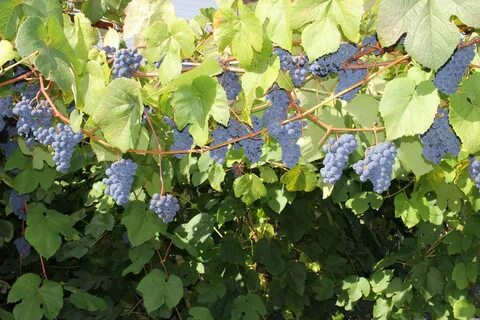 Виноград амурский описание