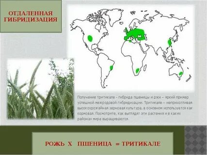 Отдаленная гибридизация