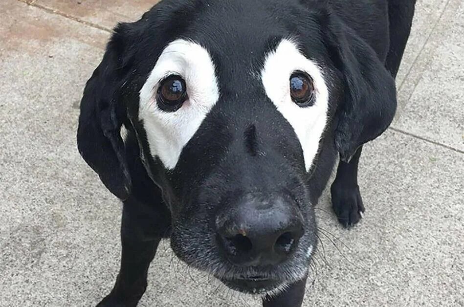 Русско-европейская лайка щенки. Собака белая с черными пятнами. Терьер беспородный гладкошёрстный. Щенок с белым пятном. Собака белая с черными пятнами.