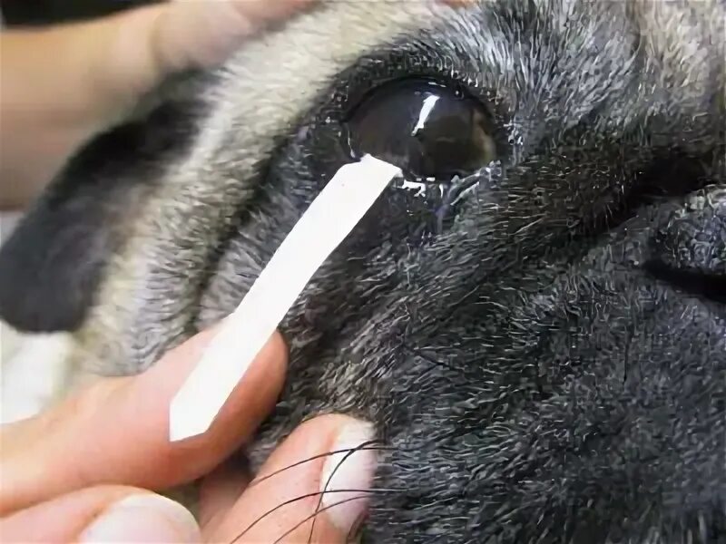 Пигментозный кератит у собак. Промывание носослезного канала. Номослкзныц канал у собак. Слезная железа у собак