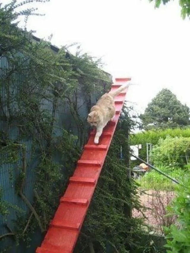 Cat playground