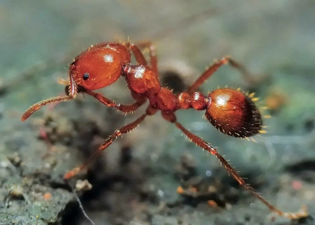 Красные муравьи. Красный Огненный муравей Муравейник. Красный Огненный муравей. Красный Лесной муравей Муравейник.