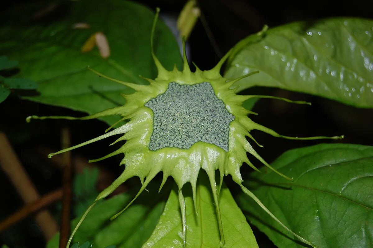 Plant wiki. Дорстения Хорвуда. Дорстения Хильдебрандта. Dorstenia foetida. Дорстения растение.