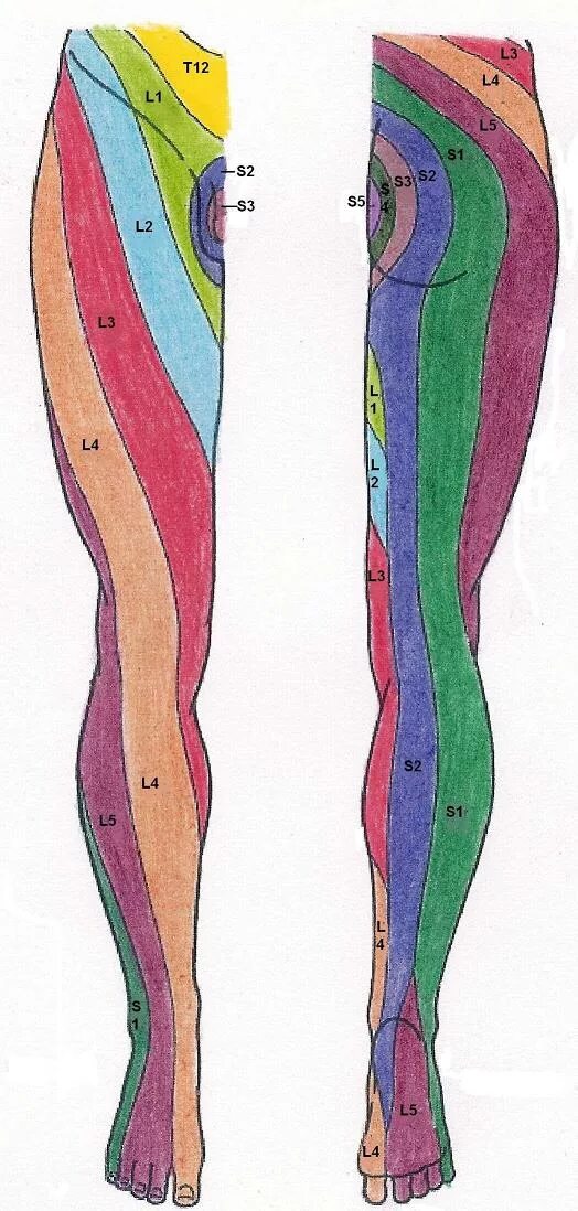 Чувствительность стопы. Иннервация кожи бедра анатомия. Бедренный нерв иннервация кожи. Неврит малоберцового нерва неврит малоберцового нерва. Чувствительность стопы.