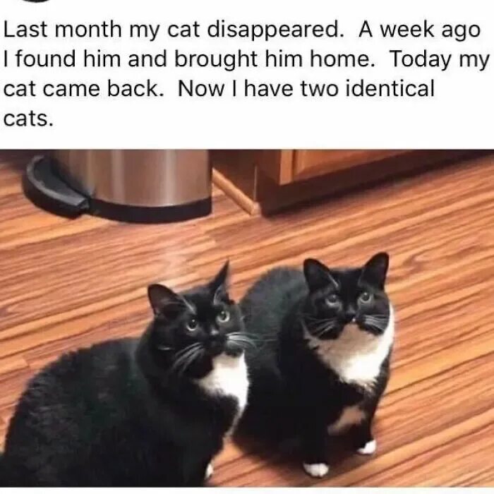 Почему коты возвращаются