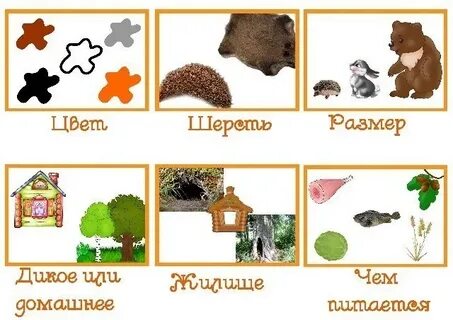 10 запросов о диких животных