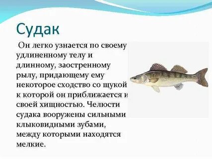 Судак какой вид рыбы
