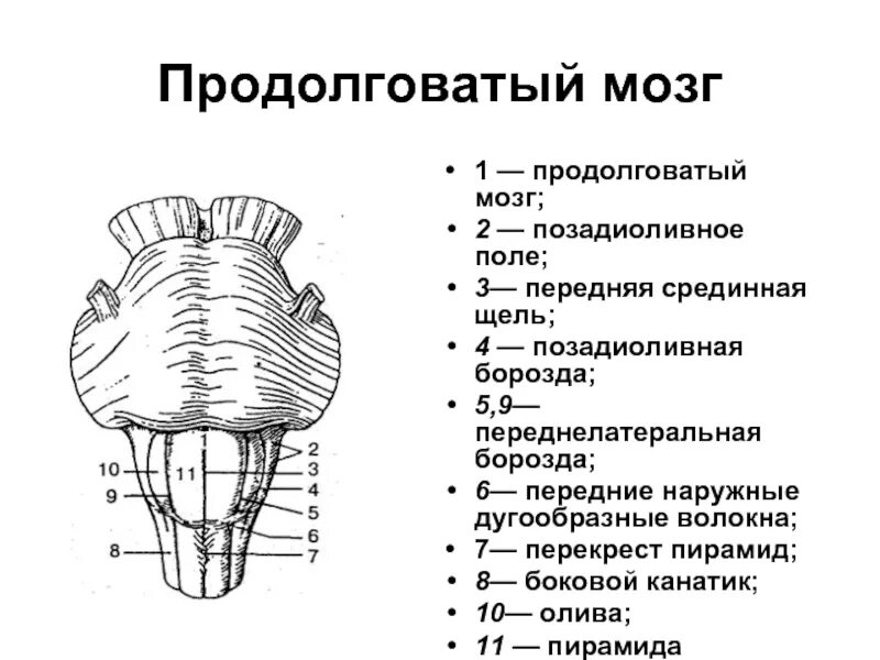 Передняя борозда. Продолговатый мозг дорзальная часть. Продолговатый мозг анатомия строение. Вентральная поверхность продолговатого мозга анатомия. Продолговатый мозг анатомия Синельников.