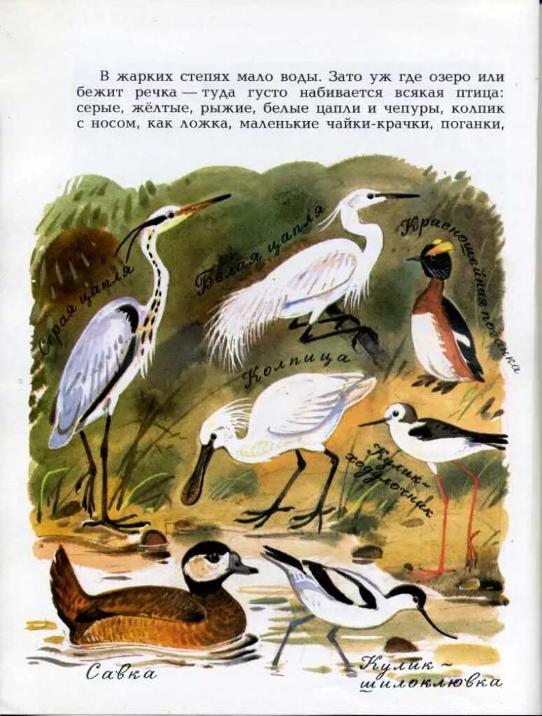 Бианки рассказы про птиц. Бианки наши птицы 1983. бианки рассказы о птицах.