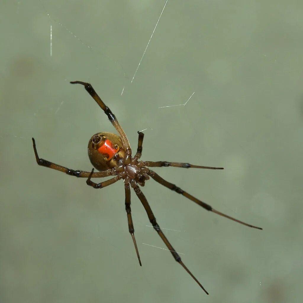 Каракурт паук. Каракурт паук самец. Чёрная вдова паук самка. Каракурт самец и самка. Каракурт вдова