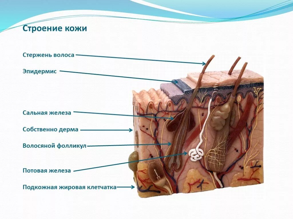 Сальная железа потовая железа дерма. Строение кожи дерма сальная железа. Потовые железы анатомия строение. Строение кожи потовая железа.