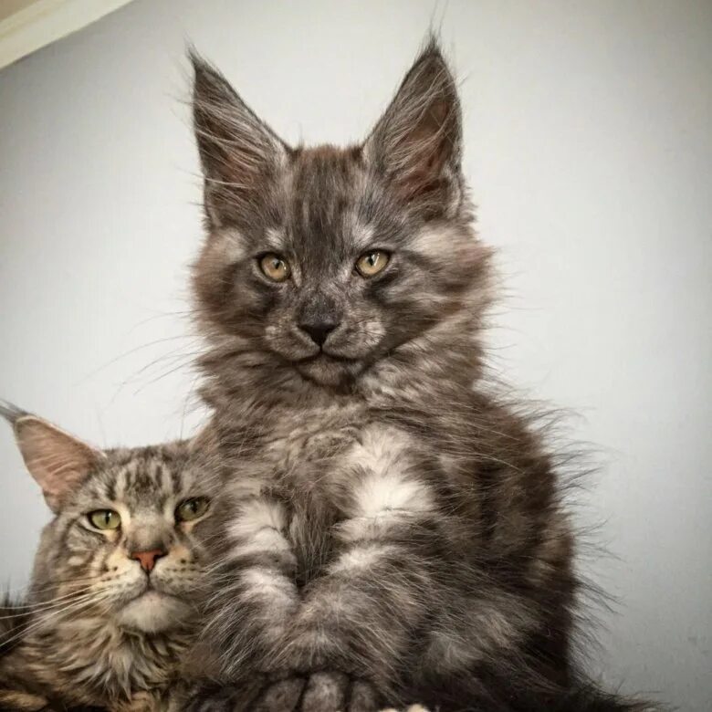 Авито мейкун кошки