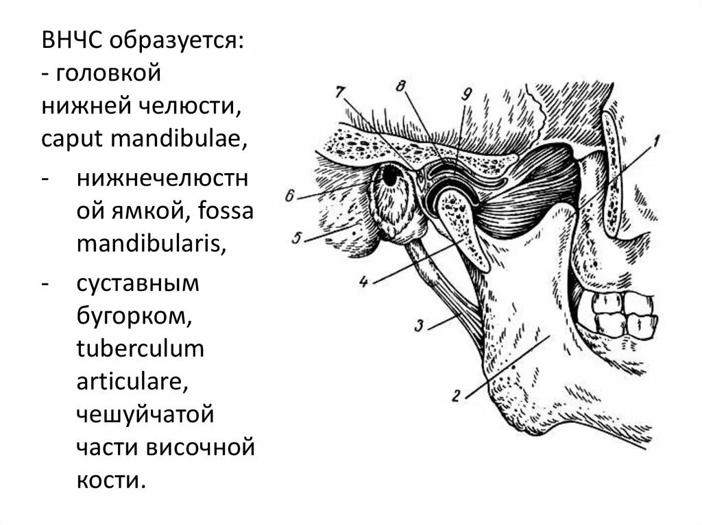 Соединение нижнечелюстной и височной кости. ВНЧС анатомия кости. ВНЧС мщелок. Анатомия сустава ВНЧС. Суставной бугорок ВНЧС строение.