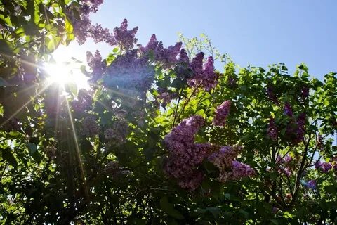 Сирень под солнцем