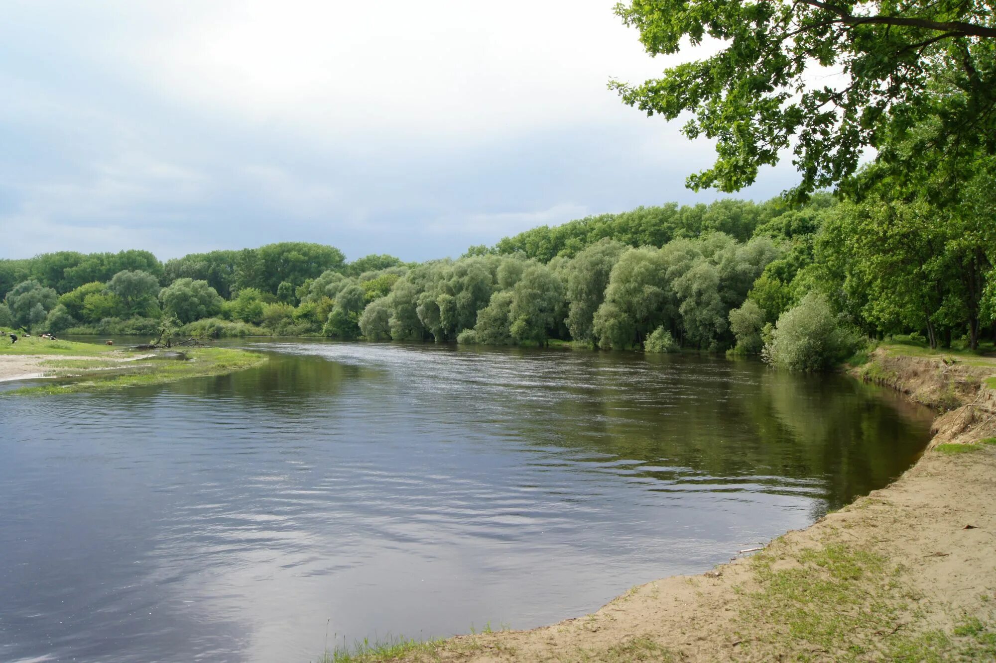 Десна фото. Десна (приток Днепра). Озеро Десна Брянск. Река Десна. Река Десна Трубчевск.