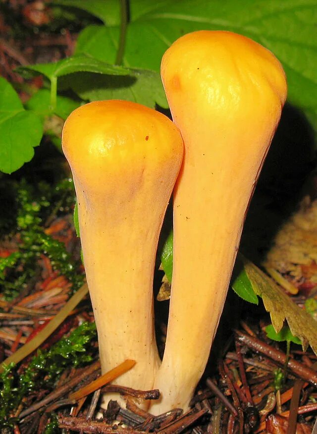 Клавариадельфус гриб. Clavariadelphus pistillaris. рогатик булавовидный гриб. гриб рогатик пестиковый. клавариадельфус пестиковый гриб.