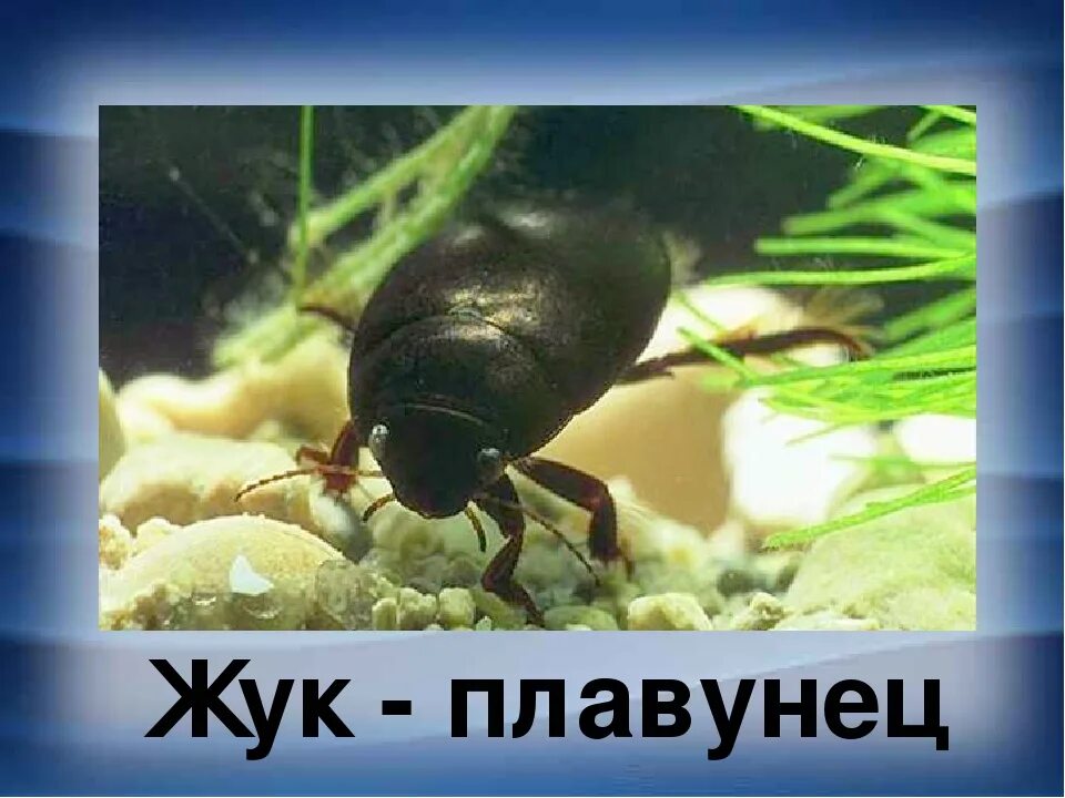 Животные пресных водоемов 4 класс. Жук плавунец пресных водоемов. жук-плавунец - обитатель пресных водоемов. жук плавунец и лягушка. окружающий мир жук плавунец.