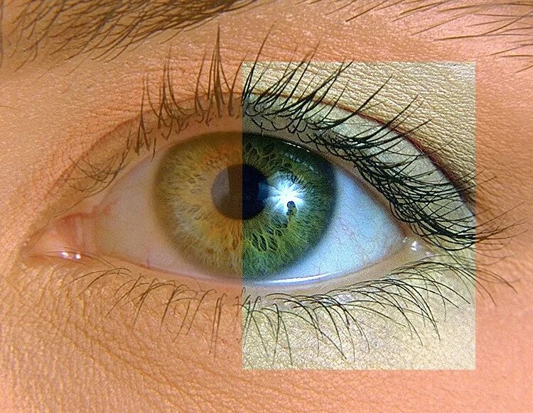 Глаза хамелеоны у человека. Глаза хамелеон у человека. Глаза хамелеон у мужчин. Глаза хамелеон у человека зеленый коричневый.