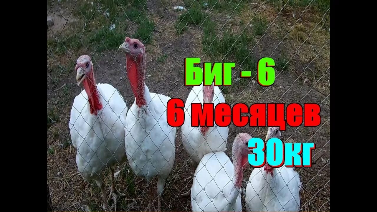 Выращивание индюков биг 6. Кросс Биг 6 индюки. Индюшата бройлерные Биг 6. Бройлерные индюки Биг 6. Индюк тяжелого кросса Биг 6.