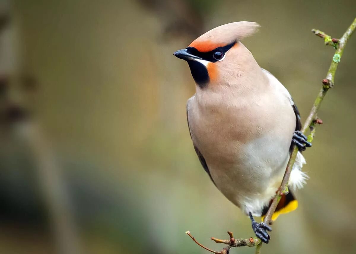 Nice birds. Фото птиц красивые лето. The most beautiful Bird in the World.