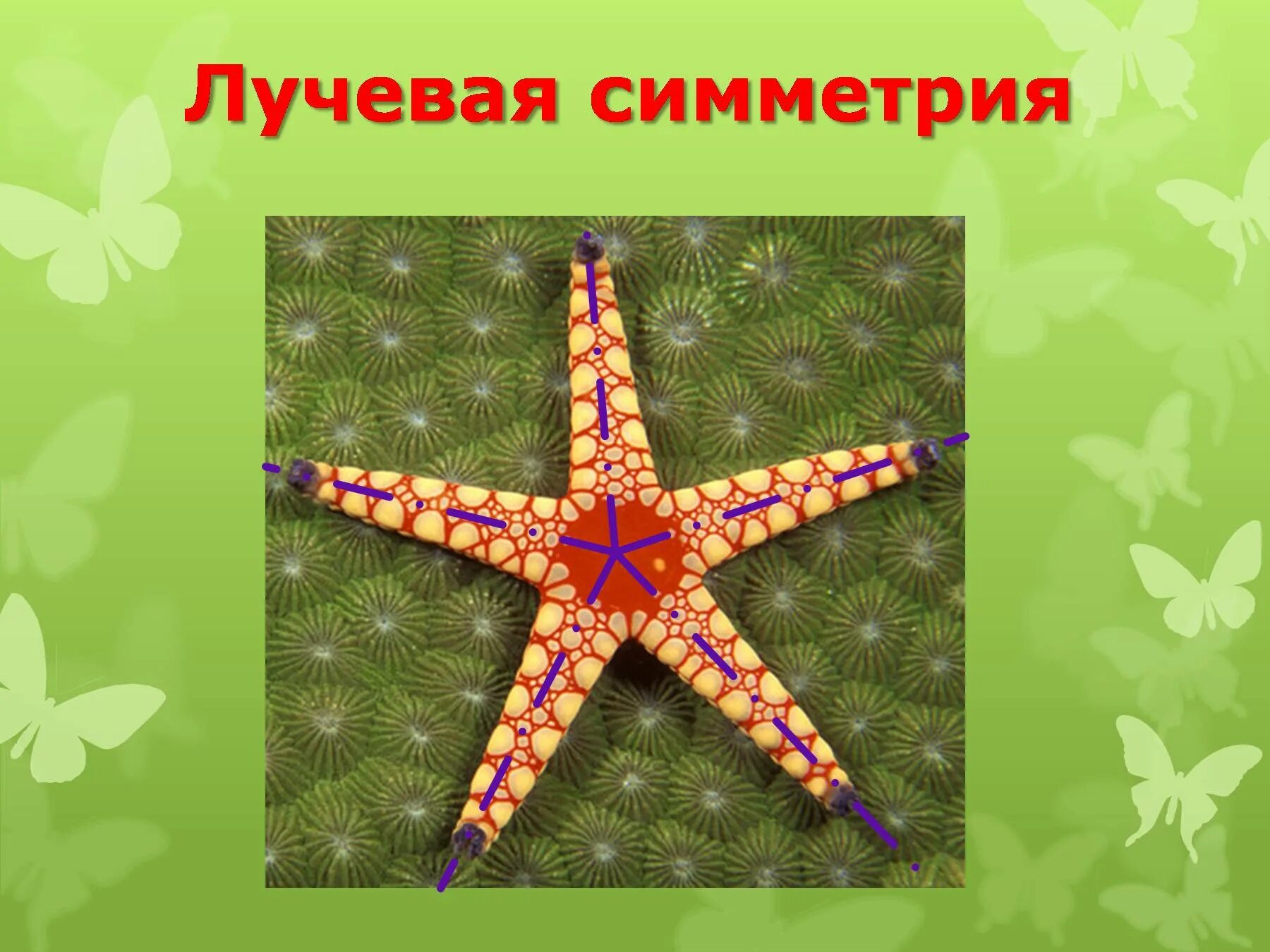 Лучевая симметрия. Лучевая симметрия в природе. Схема лучевой симметрии гидры. Лучевая и радиальная симметрия. Двусторонняя симметрия у животных.