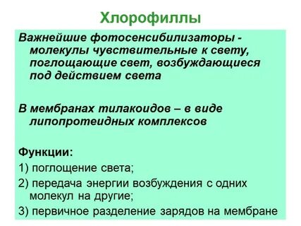 Какая роль хлорофилла в фотосинтезе