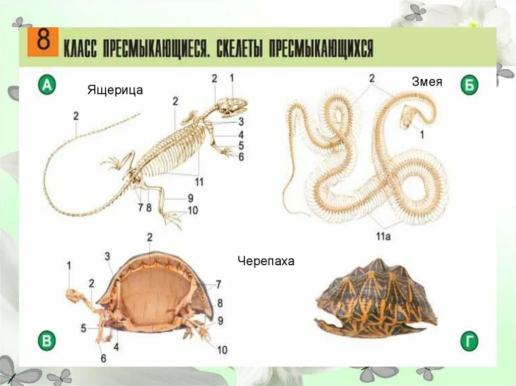 Анализ ящерица. Сравнительный анализ строения скелетов черепахи ящерицы и змеи. Строение черепахи. Анатомия черепахи. Строение змей.