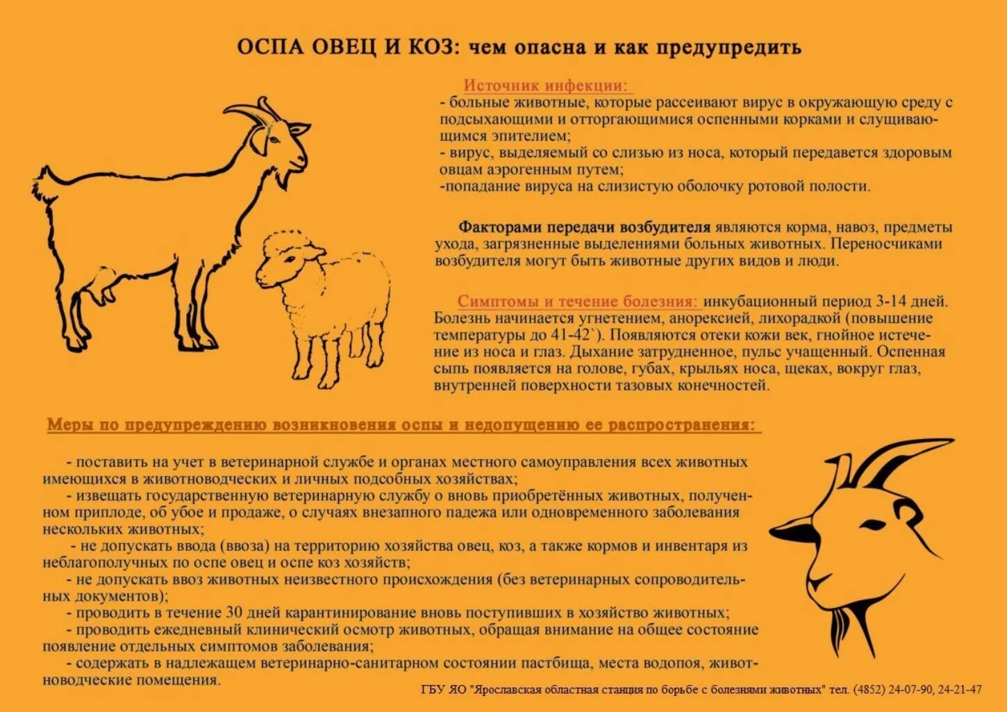 Памятка по оспе овец и коз. Профилактика болезней животных. Оспа овец и коз симптомы. Оспа овец и коз симптомы. Оспа овец памятка для населения.