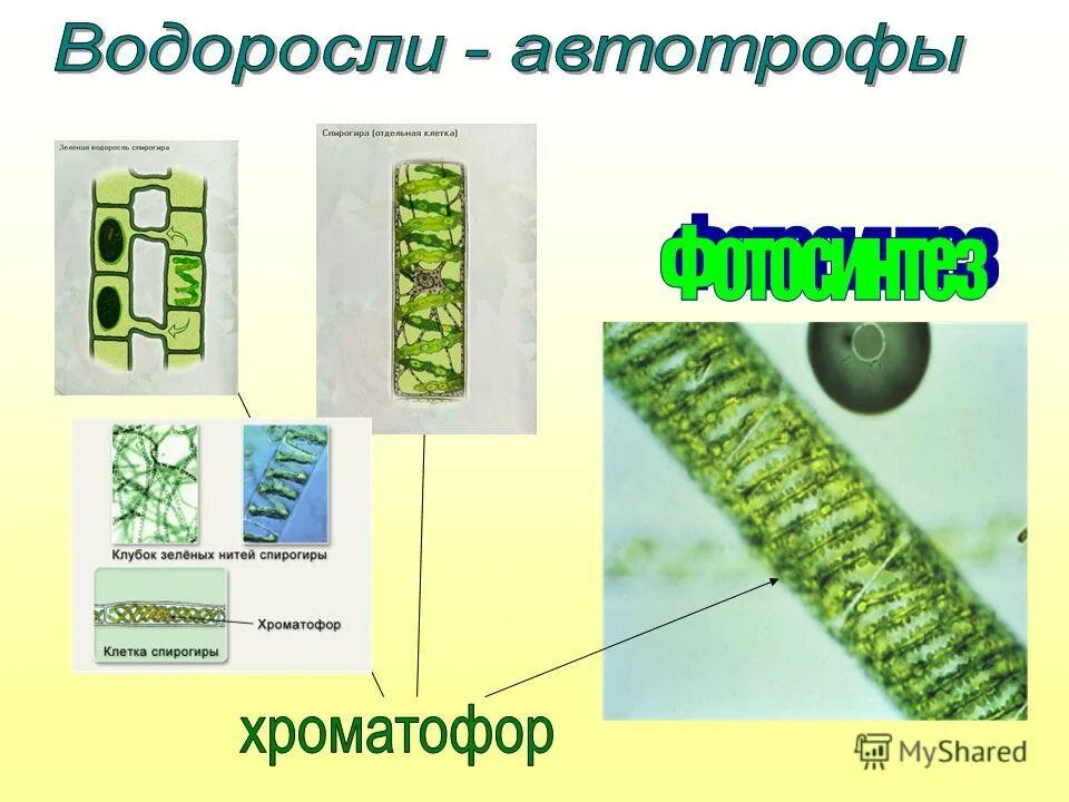 Как питаются водоросли