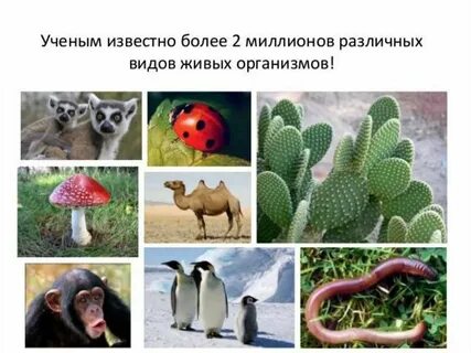 Самые самые в мире живых организмов