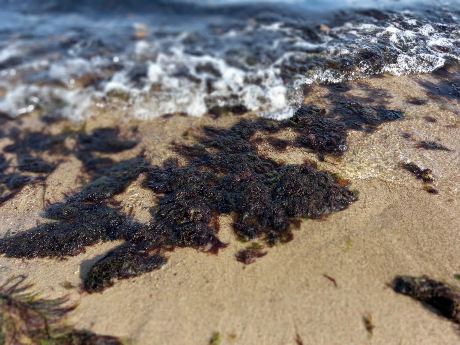 Морской карбоновый полигон. Карбоновый полигон. Морской карбоновый полигон Калининградской области.