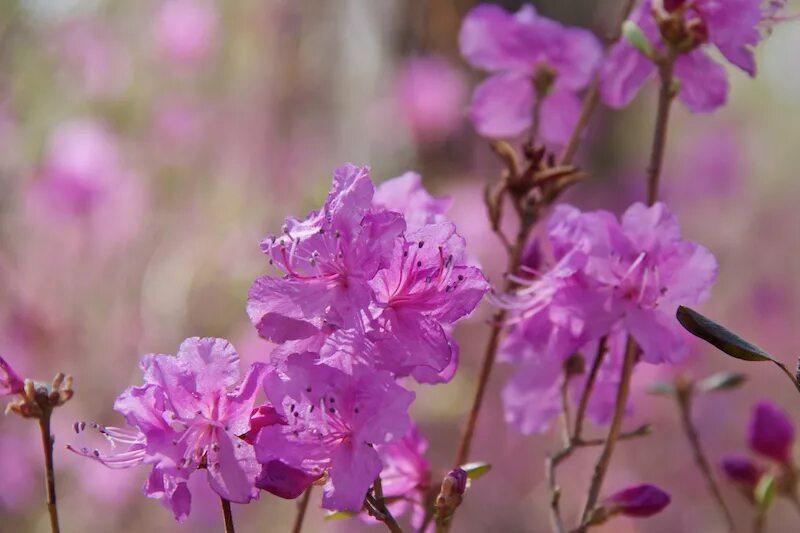 багульник морозовый. тында багульник. багульник кустарник. багульник в забайкалье. багульник морозовый.