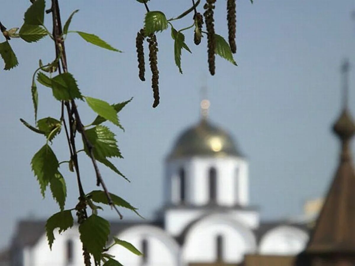 Троица береза храм. Праздник храм береза Троица. Ветки березы на Троицу. Березовый храм