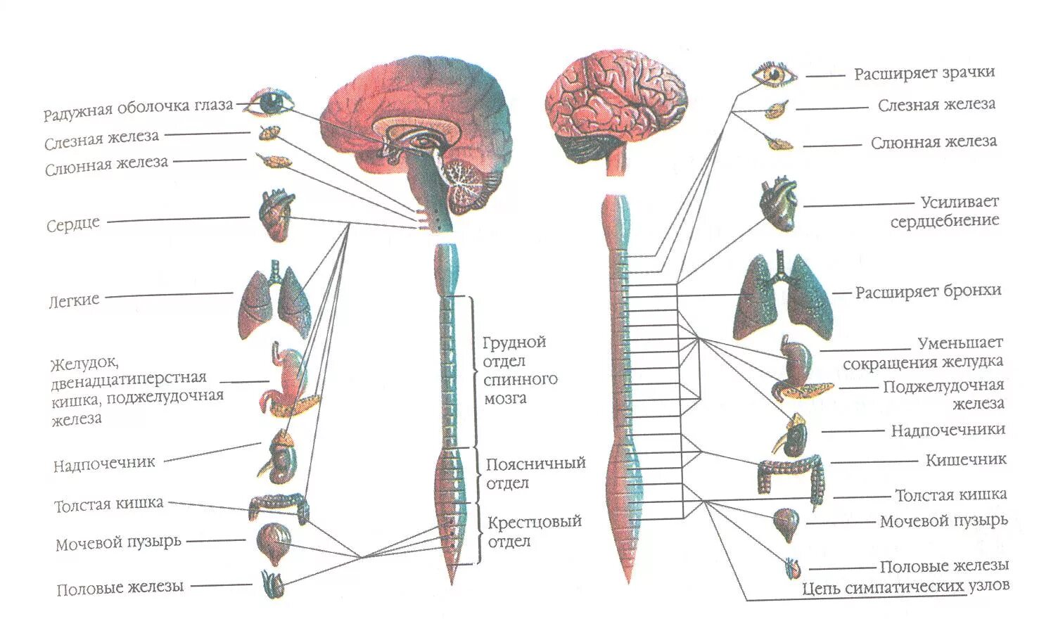 Как нервная система регулирует работу органов биология. Схема строения вегетативной нервной системы. Вегетативная нервная система анатомия схема. Вегетативная автономная нервная система анатомия. Схема вегетативной автономной нервной системы.