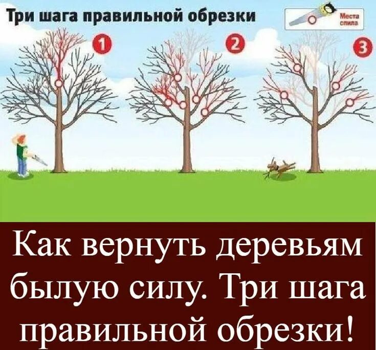Можно ли делать обрезку деревьев в октябре. Можно ли делать обрезку деревьев в октябре