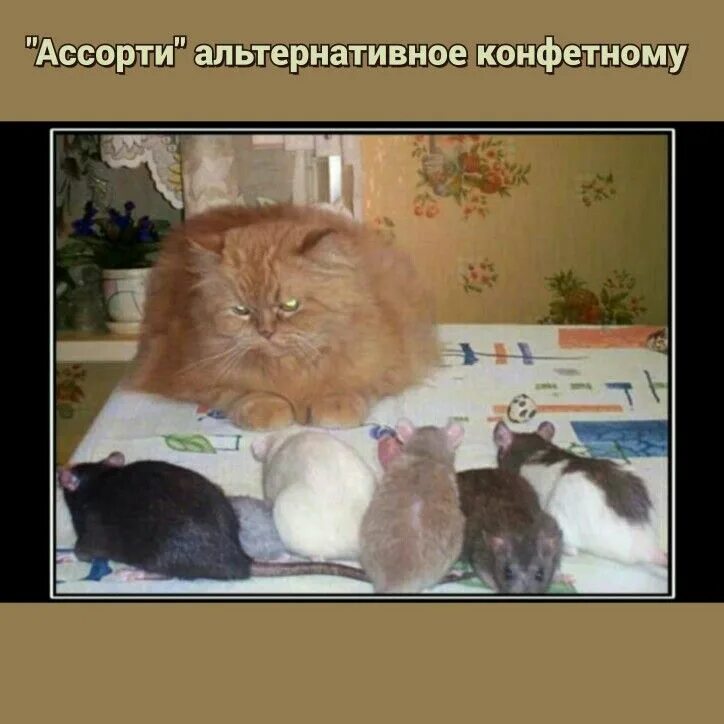 Демотиваторы кошки. Кот демотиватор. Прикольные демотиваторы с кошками. Котята демотиваторы. Великий кот сайт