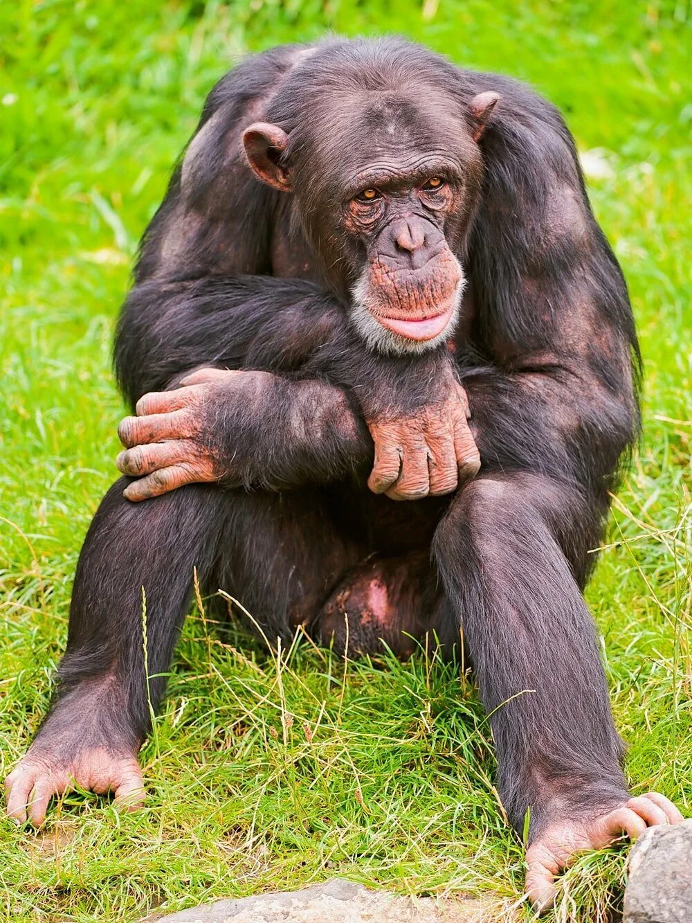 Забавный шимпанзе как правильно. Бонобо обезьяна. Бонобо лысый. Приматы шимпанзе. Смешные обезьянки.