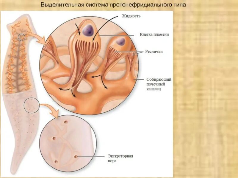 Выделительные трубочки червей. Протонефридиальная выделительная система. Выделительные трубочки протонефридии. Выделительная система протонефридиального типа. Плоские черви протонефридии.