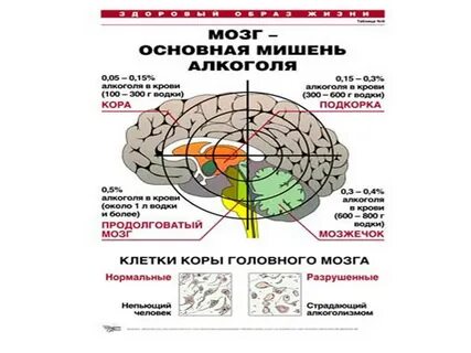 Действия мозга