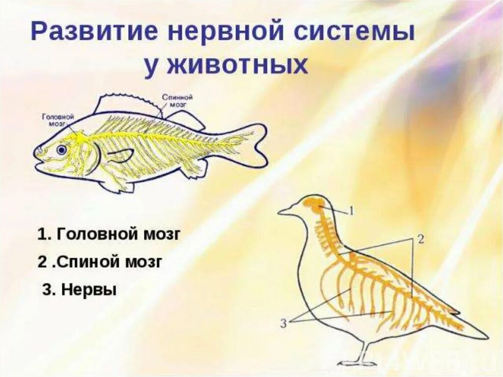 Тест по биологии головной и спинной мозг. Нервная система животных. Типы нервной системы у животных. Строение нервной системы животных. Нервная система органов животного.