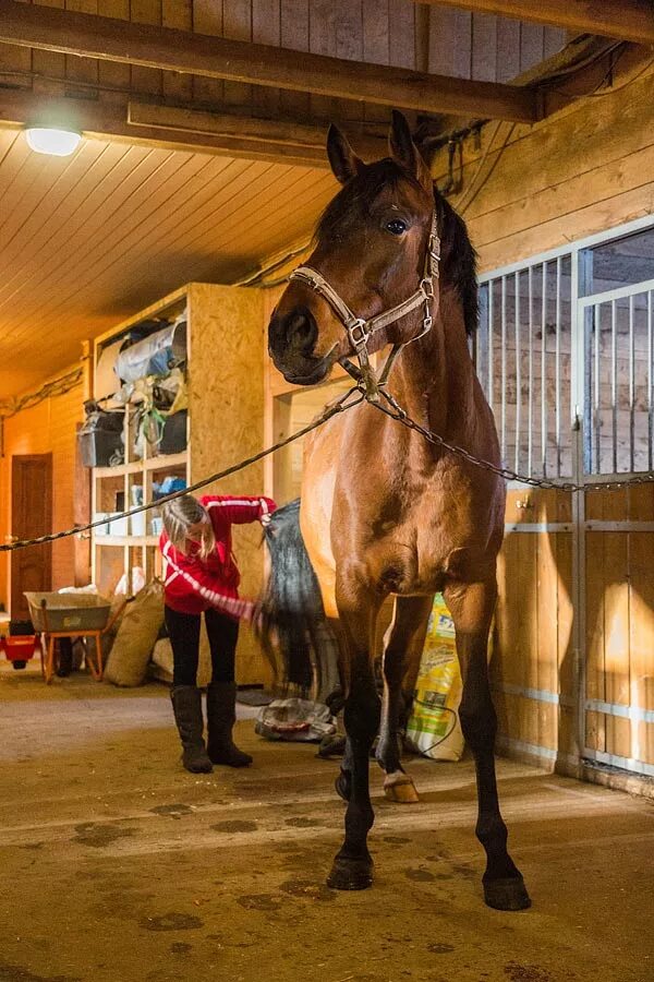 Конюшня конного завода. Конюх с лошадью. Ферма экзархо конюшня. Пришла в конюшню. Стойло для лошади.