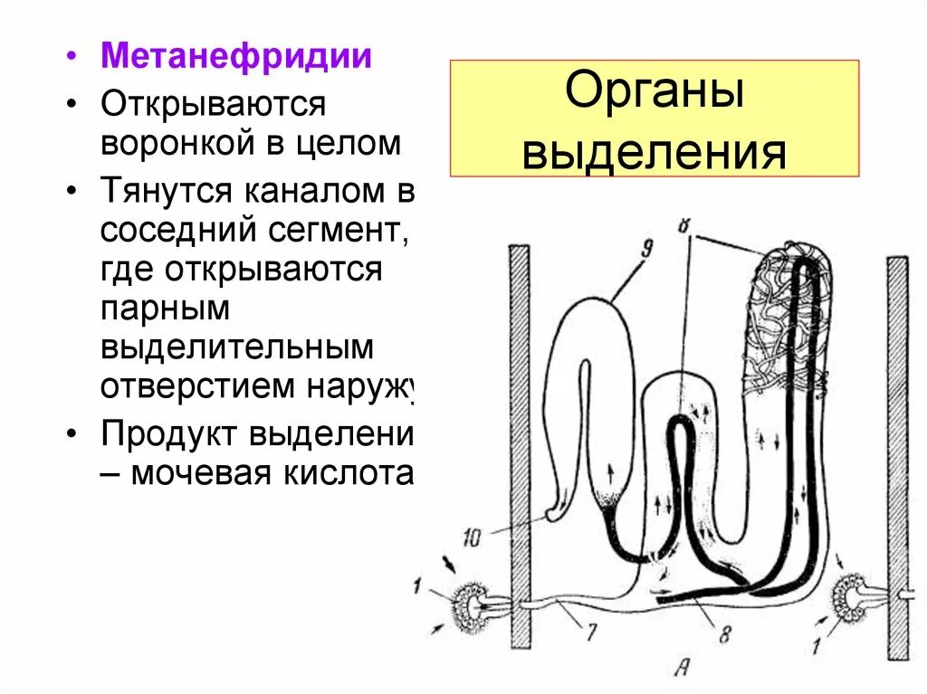 Органы выделительной системы червя. Выделительная система метанефридии. Строение метанефридия кольчатых червей. Схема строение метанефридия. Метанефридии дождевого.